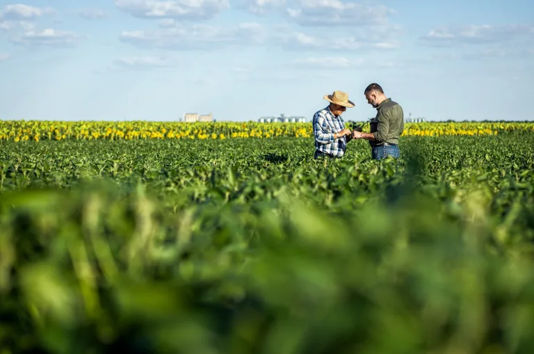 Two farmers in a field examining soy crop 2025 01 30 05 38 03 utc